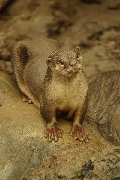 Otter acoperit neted - Lutrogale perspicilate — Fotografie, imagine de stoc