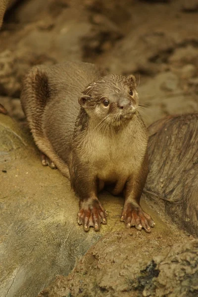 Loutre à revêtement lisse - Lutrogale perspicillata — Photo