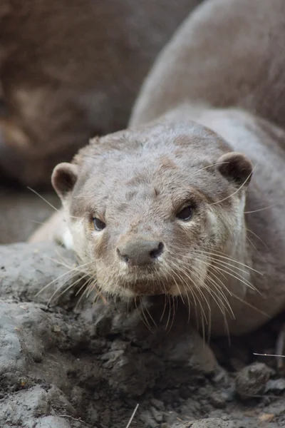 Yumuşak kaplı Otter - Lutrogale perspicillata — Stok fotoğraf