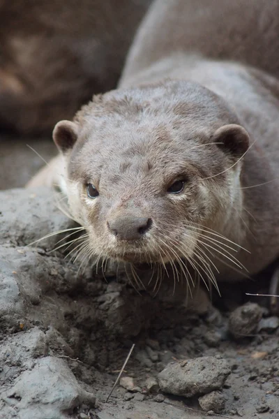 Loutre à revêtement lisse - Lutrogale perspicillata — Photo