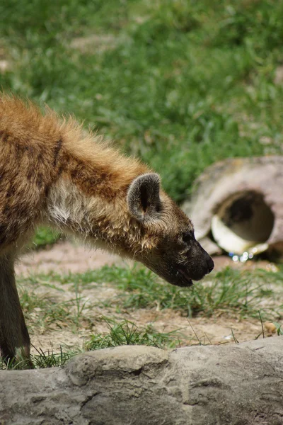 Fläckig hyena - Crocuta crocuta — Stockfoto