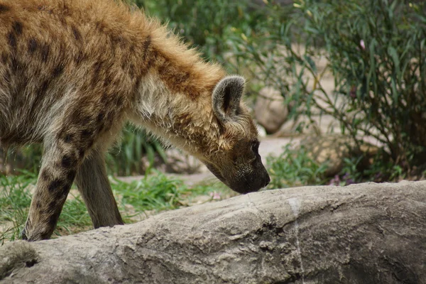 Fläckig hyena - Crocuta crocuta — Stockfoto