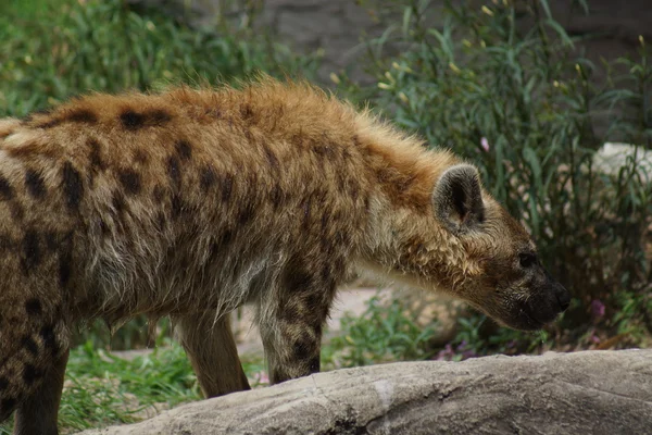 Fläckig hyena - Crocuta crocuta — Stockfoto