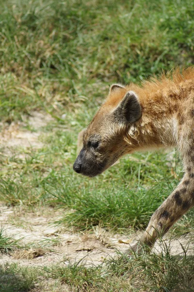 Hiena plamista - Crocuta crocuta — Zdjęcie stockowe