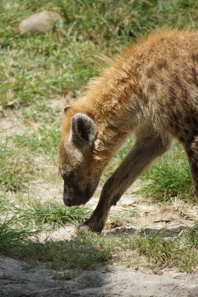 Spotted ύαινα - Crocuta crocuta — Φωτογραφία Αρχείου