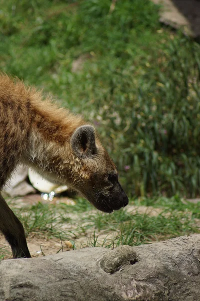 Skvrnitá hyena - Crocuta crocuta — Stock fotografie