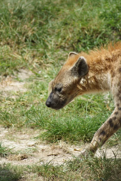 Fläckig hyena - Crocuta crocuta — Stockfoto