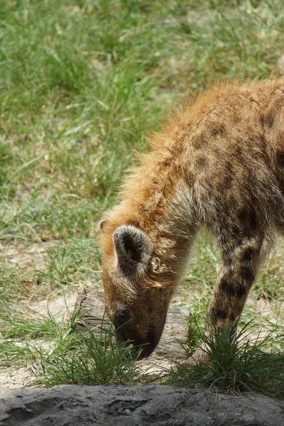 Skvrnitá hyena - Crocuta crocuta — Stock fotografie