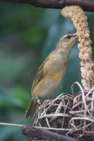 Taveta Golden Weaver - Ploceus castaneiceps — Fotografia de Stock