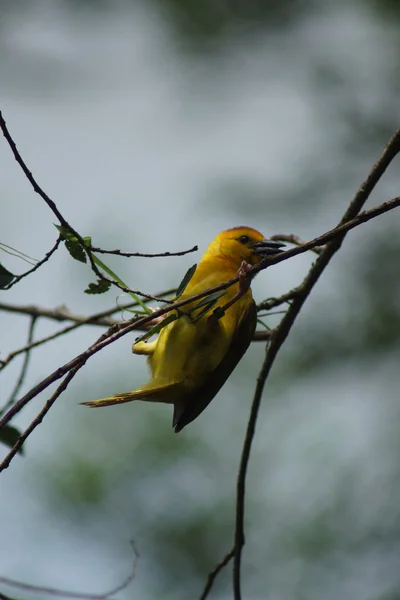 Taveta goldener weber - ploceus castaneiceps — Stockfoto