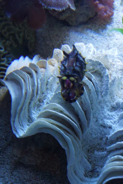 Pfeffer 's Flamboyant Cuttlefish - Metasepia pfefferi Fotos De Bancos De Imagens Sem Royalties