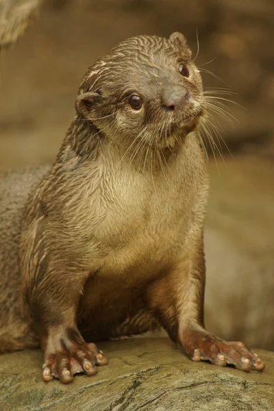 Smooth-coated Otter - Lutrogale perspicillata Stock Image