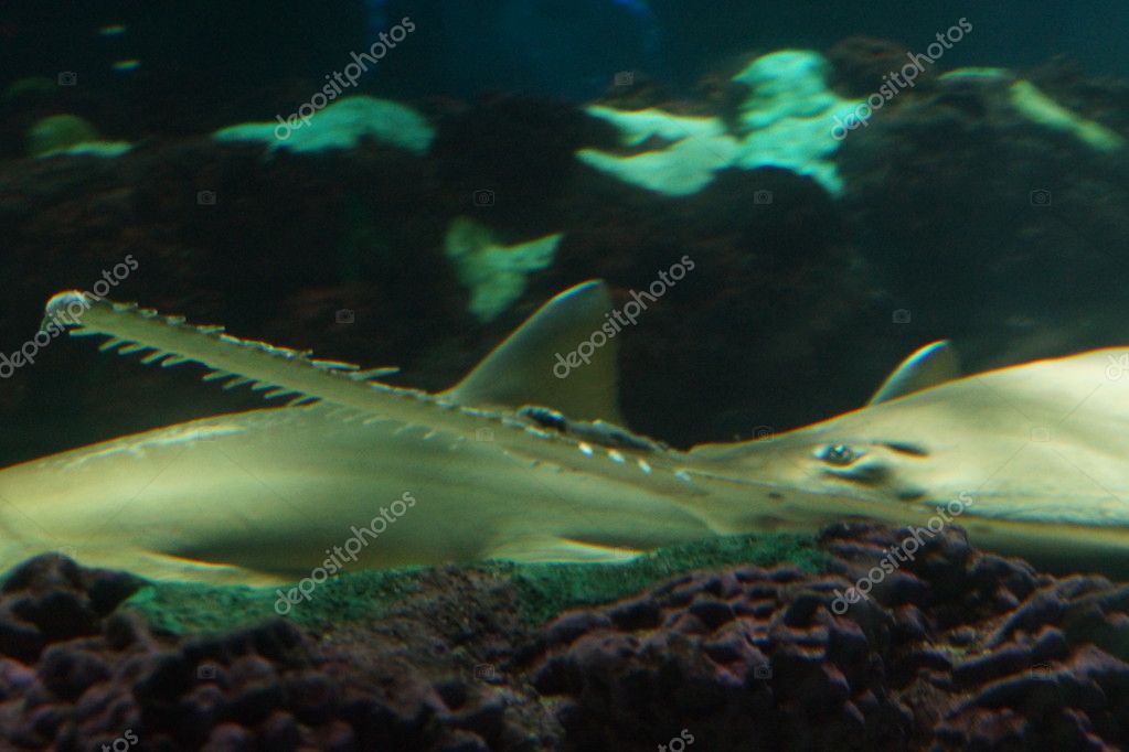 Smalltooth Sawfish Pristis pectinata — Stock Photo © poeticpenguin