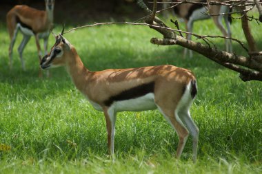 Thompson'ın ceylan - Eudorcas thomsonii