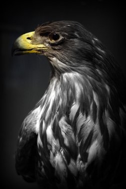 Ak kuyruklu kartal - Haliaeetus albicilla