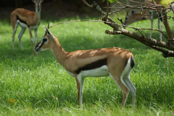 Thompson's Gazelle - Eudorcas thomsonii — Stockfoto