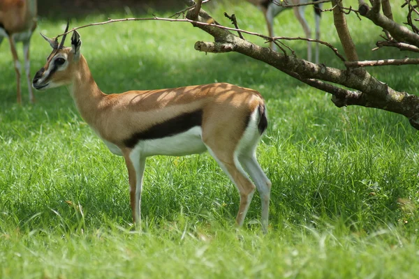 Thompson's Gazelle - Eudorcas thomsonii — Stock Photo, Image
