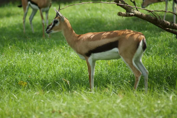 Thompson's Gazelle - Eudorcas thomsonii — Stockfoto