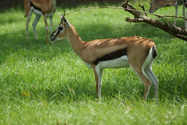 Thompson's Gazelle - Eudorcas thomsonii — Stockfoto