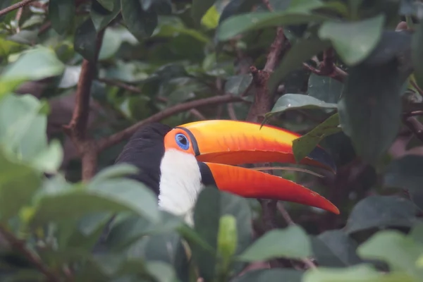 Tucano-toco - ramphastos toco — Fotografia de Stock