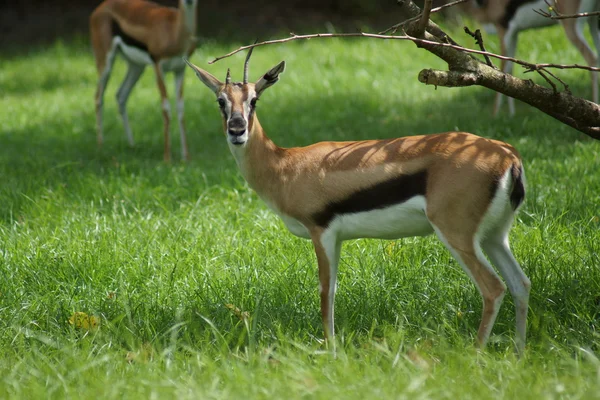 Thompson 's Gazelle - Eudorcas thomsonii — стоковое фото