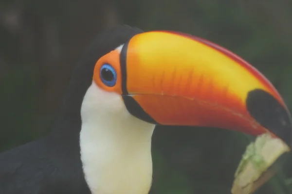 Tucano-toco - ramphastos toco — Fotografia de Stock