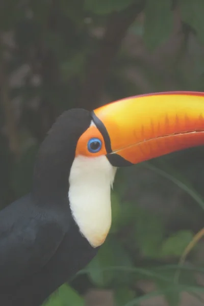 Tucano-toco - ramphastos toco — Fotografia de Stock