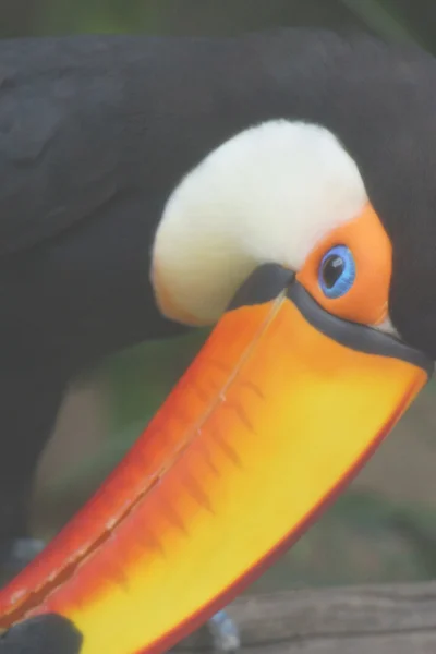 Tucano-toco - ramphastos toco — Fotografia de Stock