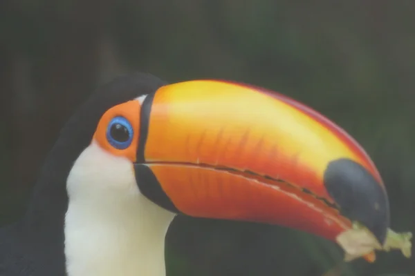 Tucano-toco - ramphastos toco — Fotografia de Stock