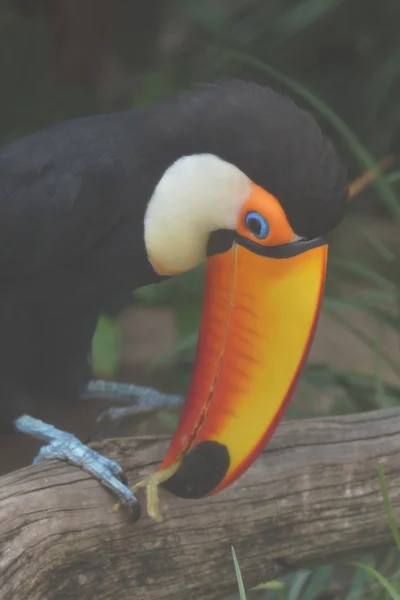 Tucano-toco - ramphastos toco — Fotografia de Stock