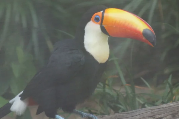 Tucano-toco - ramphastos toco — Fotografia de Stock