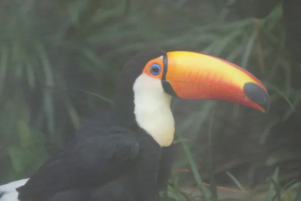 Toco toucan - wuchernder Tukan — Stockfoto