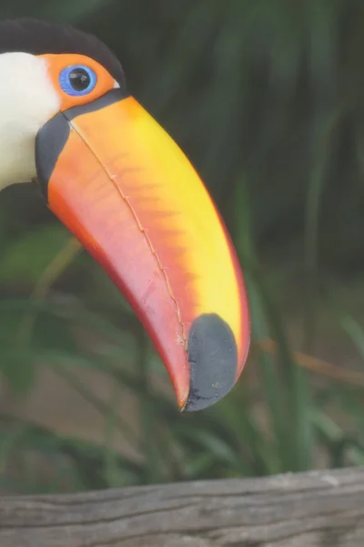 Tucano-toco - ramphastos toco — Fotografia de Stock