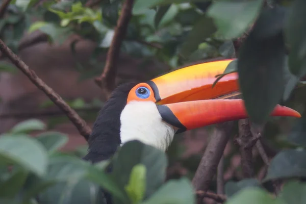 Tucano-toco - ramphastos toco — Fotografia de Stock