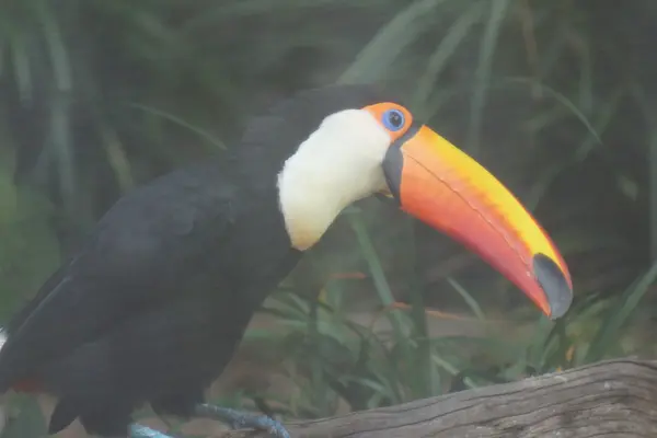 Tucano-toco - ramphastos toco — Fotografia de Stock