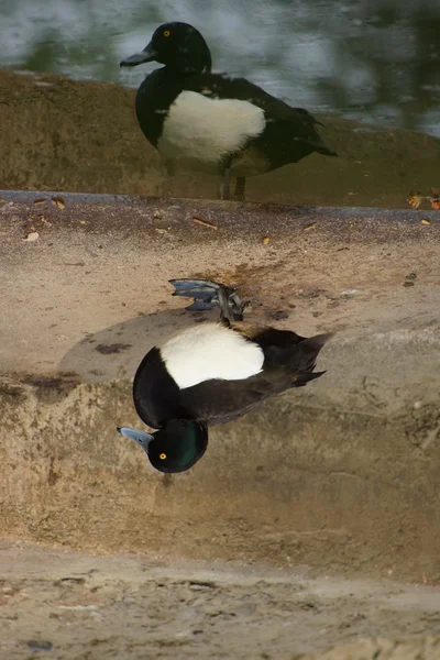 Tufted Duck - Aythya fulifula — Stock Photo, Image