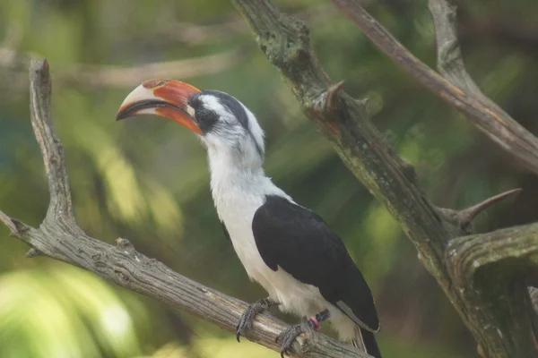 Von der Decken 's Hornbill - Tockus deckeni — стоковое фото