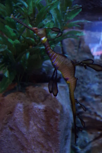 Weedy Seadragon - Phyllopteryx taeniolatus — Stock Photo, Image