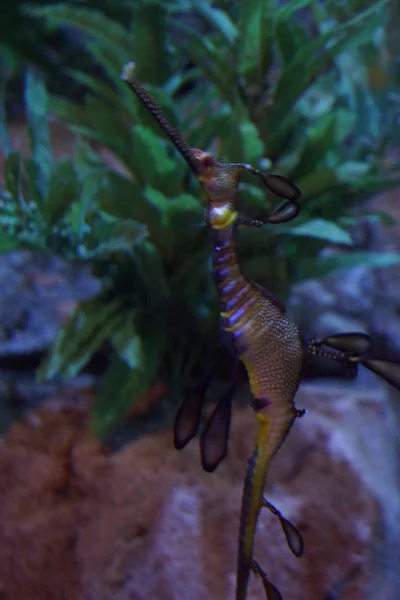 Weedy Seadragon - Phyllopteryx taeniolatus — Stock Photo, Image