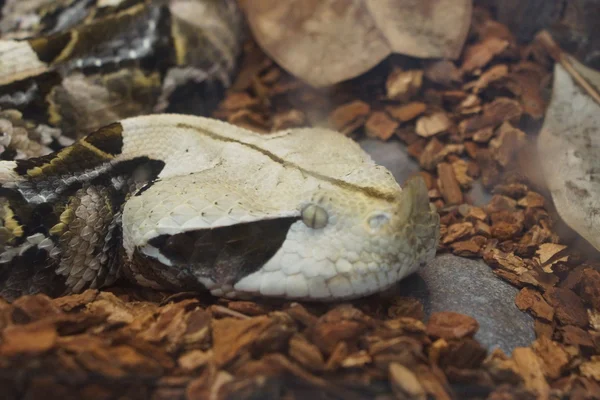 Westafrikanische Gabunenotter - Bitis gabonica rhinoceros — Stockfoto