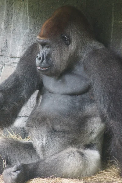 Westlicher Flachlandgorilla - Gorilla Gorilla Gorilla — Stockfoto