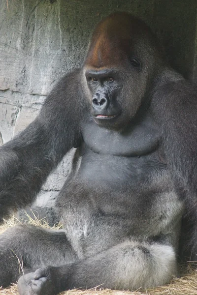 Westlicher Flachlandgorilla - Gorilla Gorilla Gorilla — Stockfoto