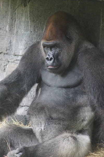 Západní nížinná gorila - gorilla gorilla gorilla — Stock fotografie