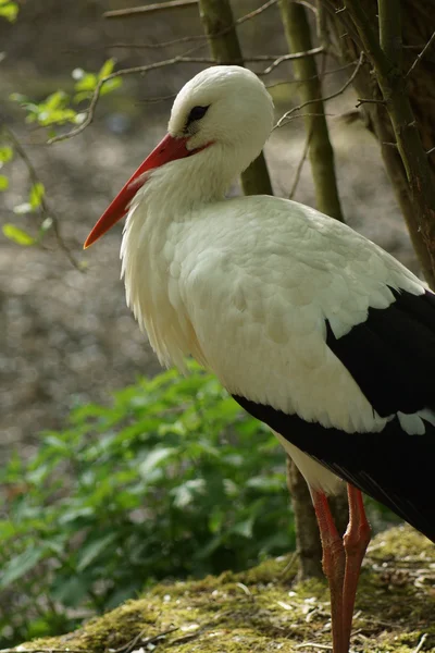 흰 황새 - 시코 니아 치코니아 — 스톡 사진