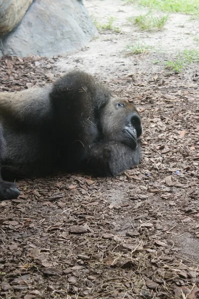 Západní nížinná gorila - gorilla gorilla gorilla — Stock fotografie