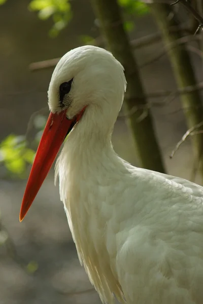 Cigogne blanche - Ciconia ciconia — Photo