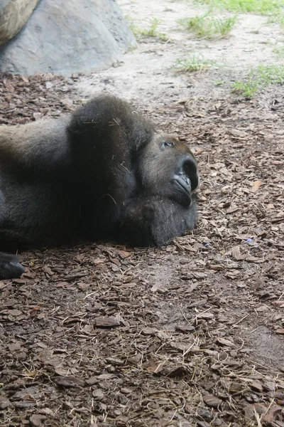 Západní nížinná gorila - gorilla gorilla gorilla — Stock fotografie