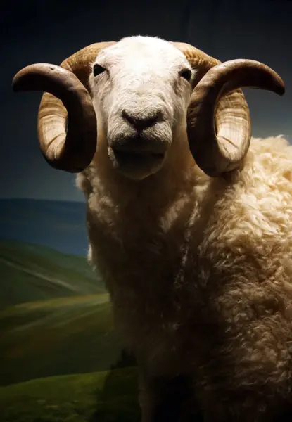 Cara branca Woodland Sheep Ram - Ovis aries — Fotografia de Stock