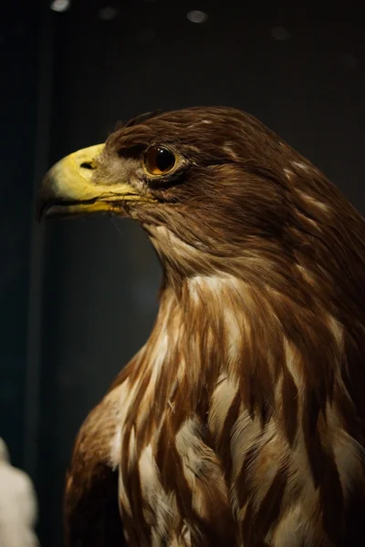 White-tailed Eagle - Haliaeetus albicilla — Stockfoto