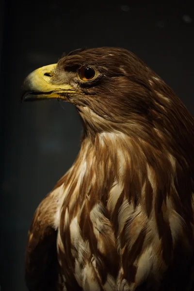 White-tailed Eagle - Haliaeetus albicilla — Stock Photo, Image